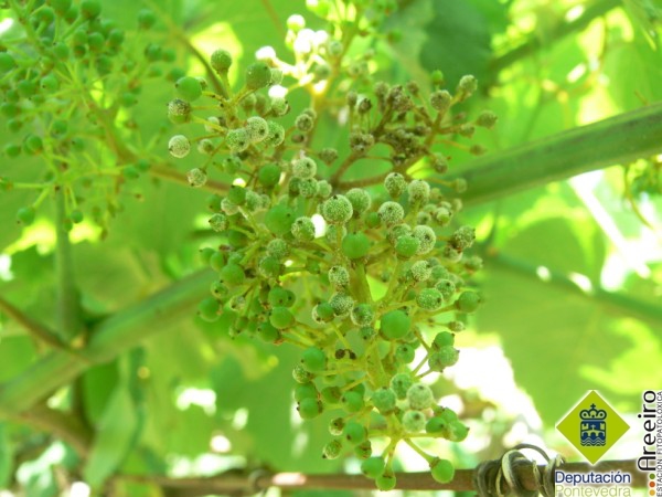 Plasmopara vitícola (Mildiu de la viña) - Fructificación en racimo.jpg